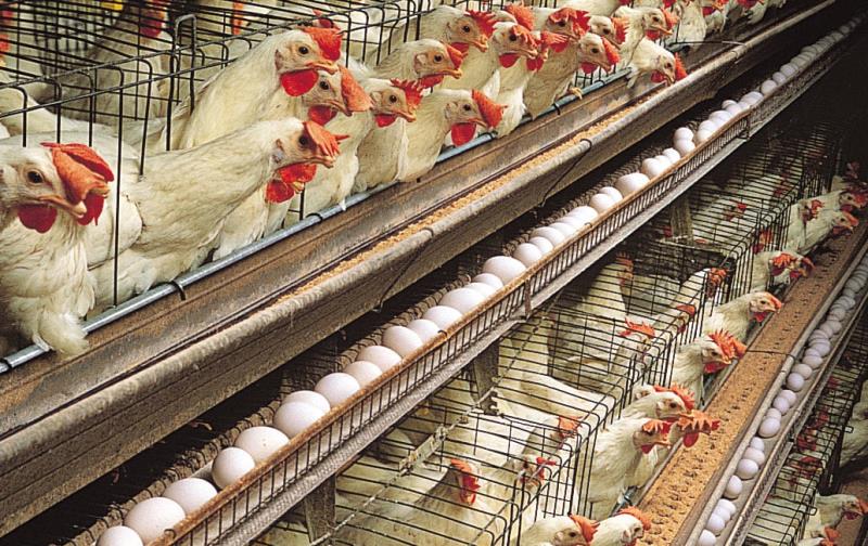 Egg Production