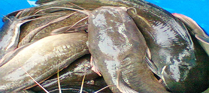 Aquaculture Facilities