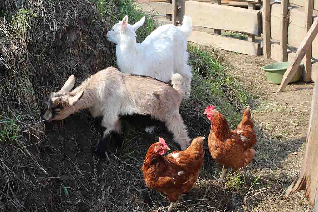 Free range chickens in outdoor area