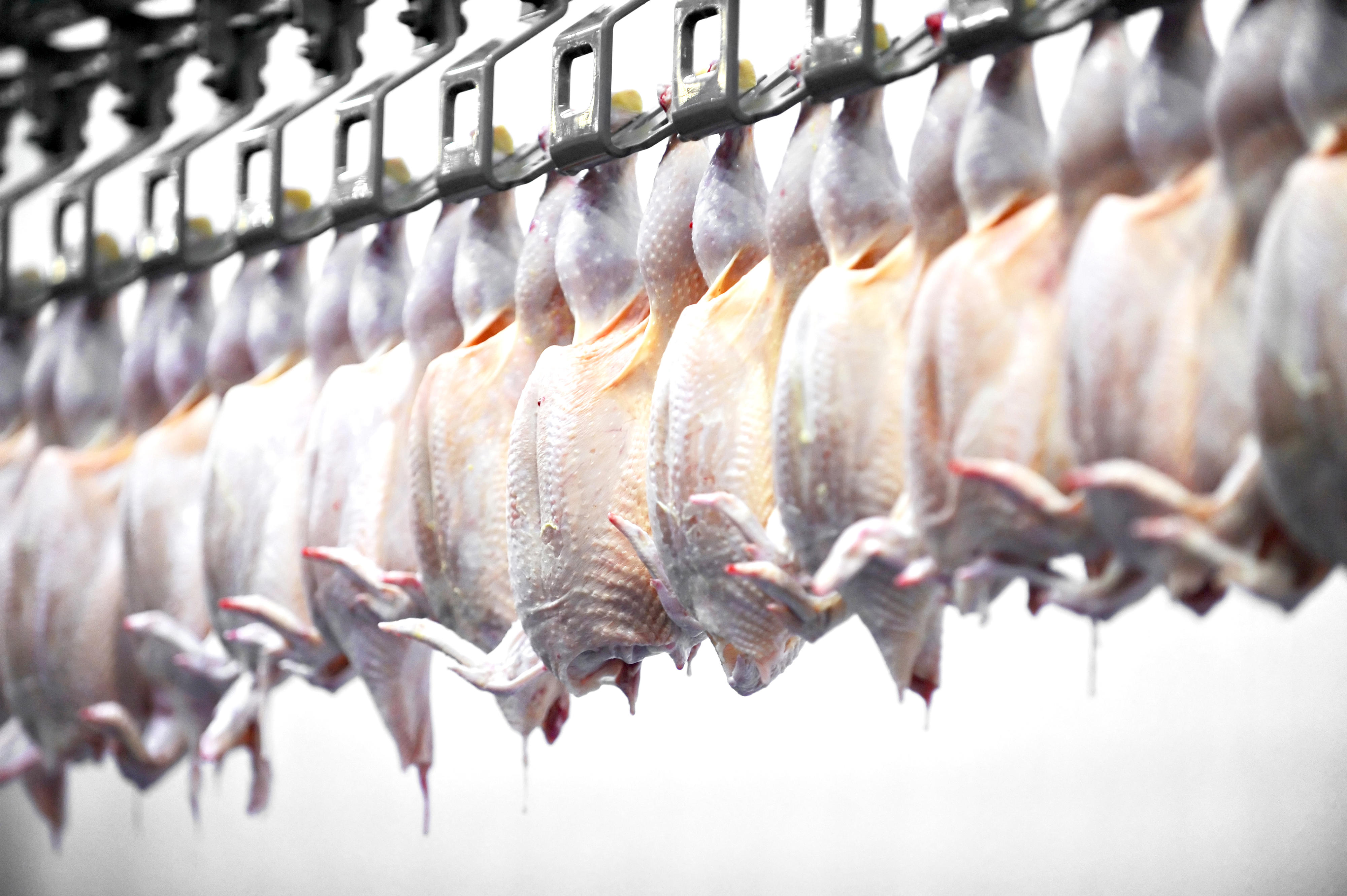 Poultry Farming