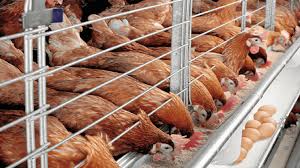 Modern Poultry & Fish Farm